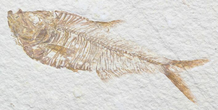 Nice, Diplomystus Fossil Fish - Wyoming #41054